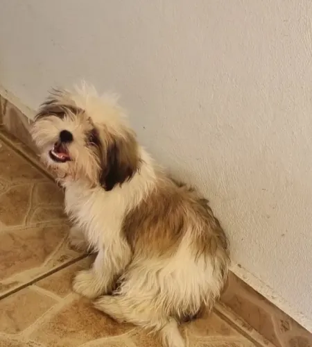 Cachorro, Raça shih tzu