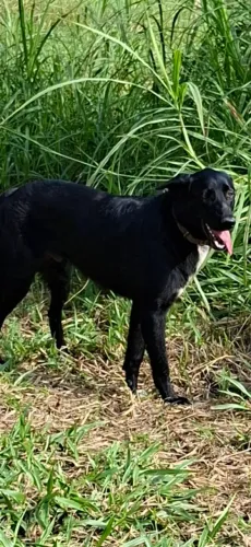 Doação Cachorro