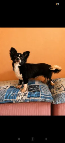 Chihuahua pra cruza 