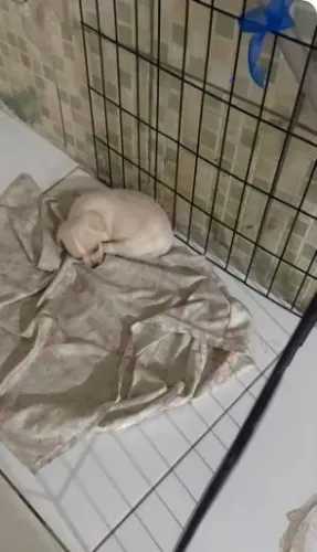 Cachorro 