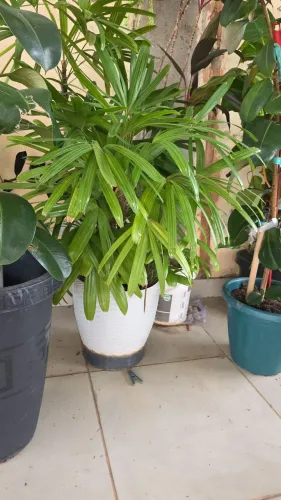 Palmeira Rafis com vaso.