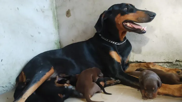 Filhotes de dobermann