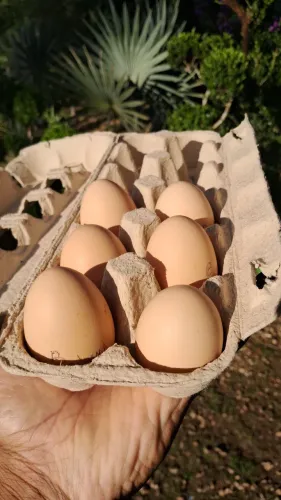 Ovos Galados de Galinha Brahma