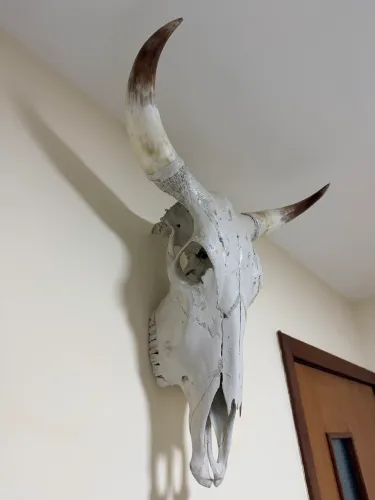 Crânio de boi Cabeça de boi Chifre