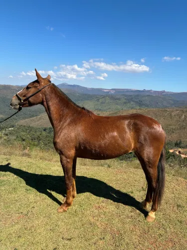 Égua alazã 