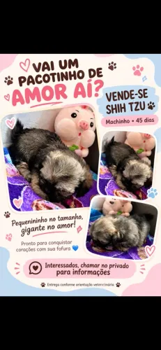 Vendo filhote shih tzu