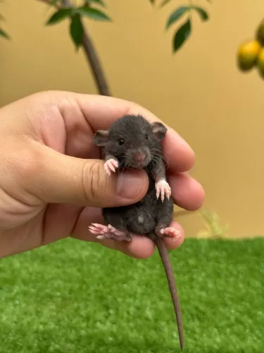 Rato Twister Dumbo Rex