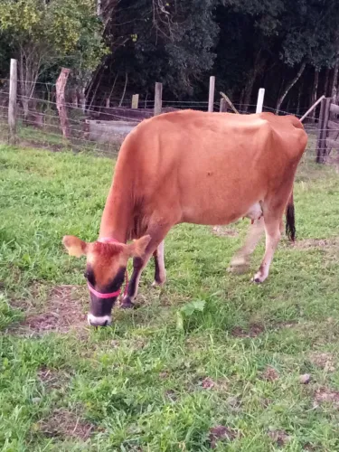 Vendo vaca gersey 