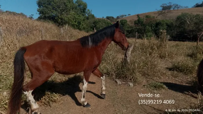 Vende-se cavalo