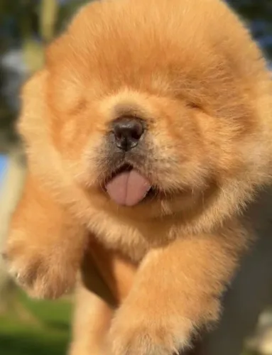 O Chow Chow é a mistura perfeita de beleza e lealdade.
