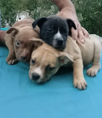 Cachorro América bullying
