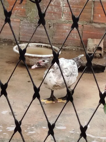 Pato macho grande e gordo