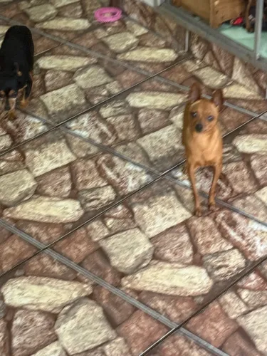 Casal de Pincher