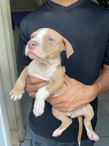 Vende-se filhotes de Pit monster!