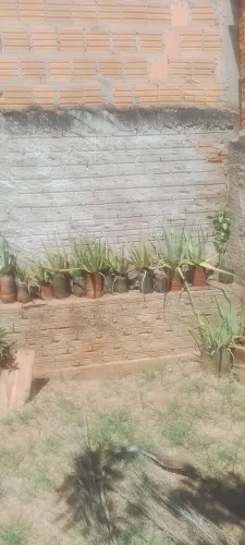 Babosa aloe vera