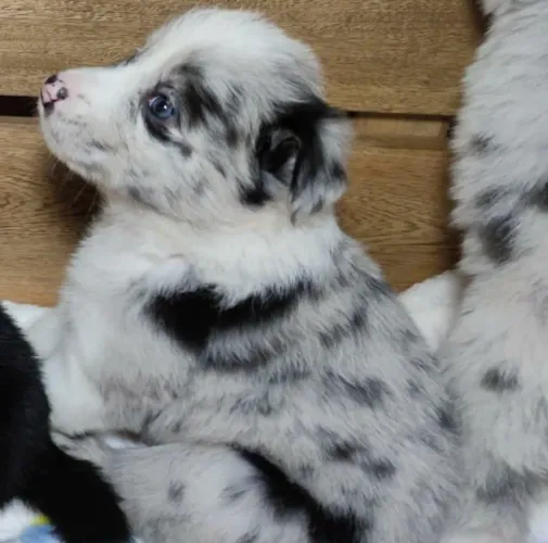 Border Collie merly raridade