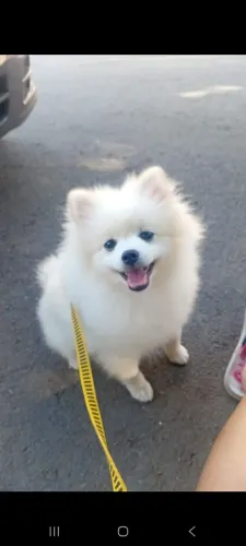 Vendo lulu 