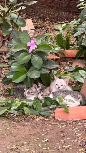 Doa-se gatinhos 