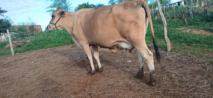 Vende se vaca 