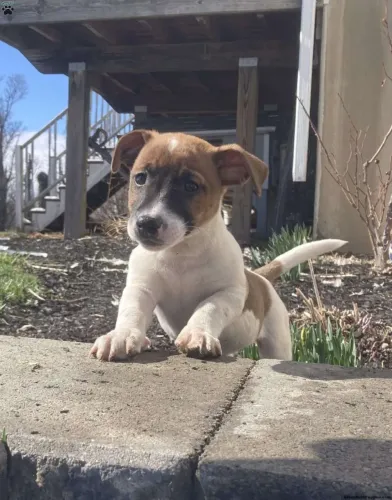 Jack Russell ágil - pequeno e cheio de energia