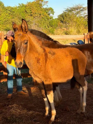 Burrinho calçado na 4 patas . 6 meses 