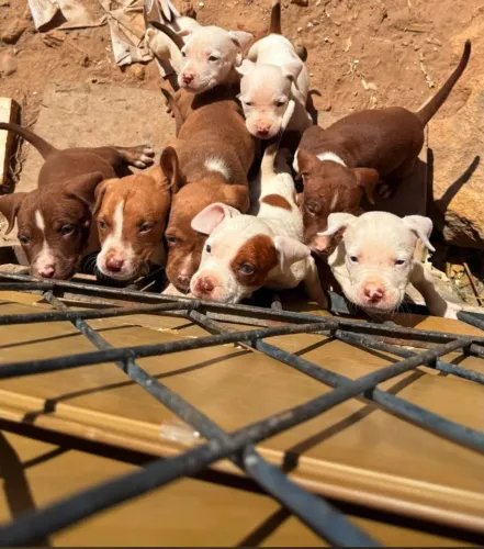 Pitbull Monsters 