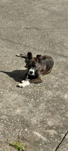 Dou-se cachorro