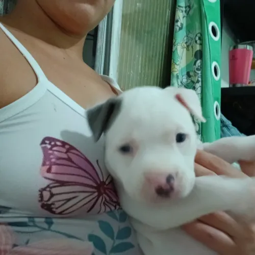 Pitbull FÊMEA BRANCA 