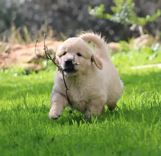 Amor dourado em quatro patas ? Golden Retriever até 12x sem juros