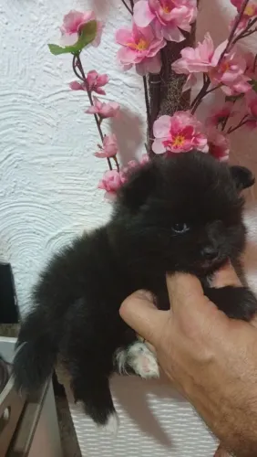 Luluzinho