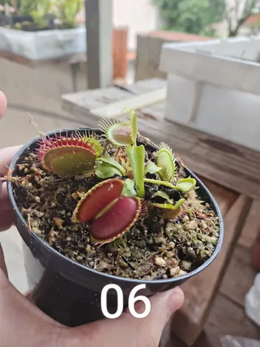 Planta carnivora