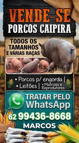Venda de porcos
