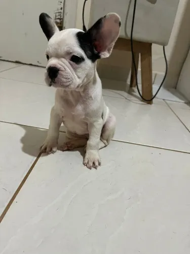 Filhote de Buldogue Francês O Pequeno Amigo Que Vai Encantar Seu Lar