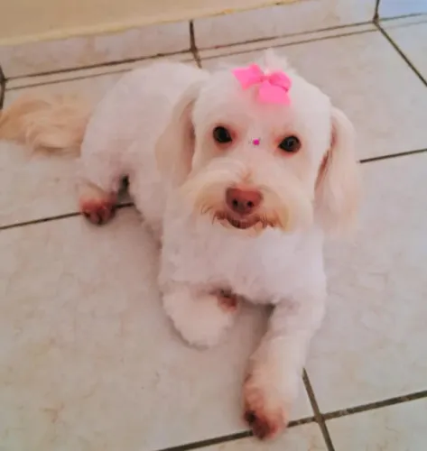 Cuidadora de Pet 