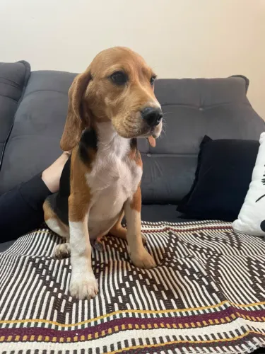 Beagle