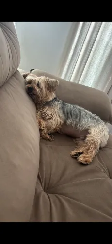 Cachorro 