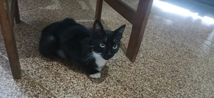 Mia Linda Gatinha - Castrada