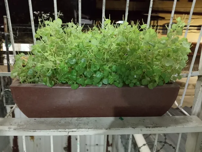 Planta