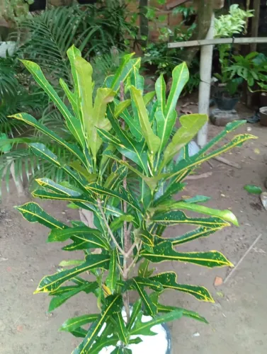 Plantas