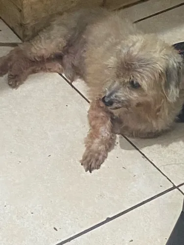 Doação de cachorro macho