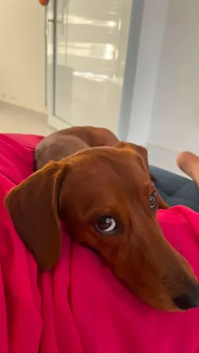 Procurando uma namorada para meu cachorro