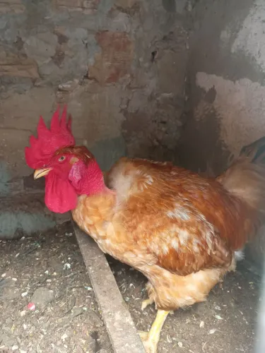 Galo pescoço de sola