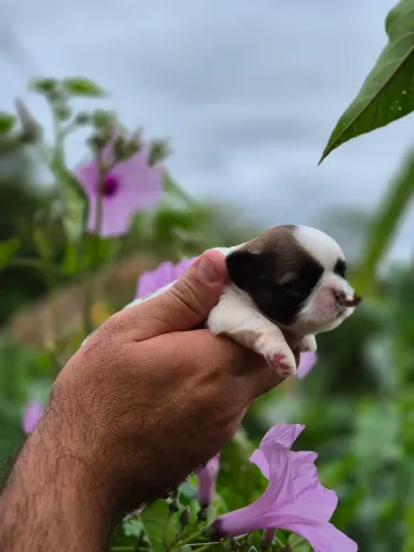SHIH TZZU LINDOS DISPONÍVEIS!
