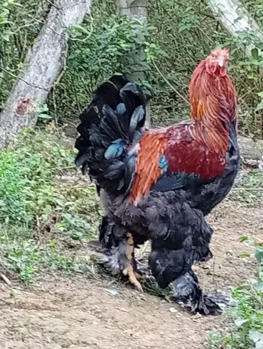 Vendo frango Brahma
