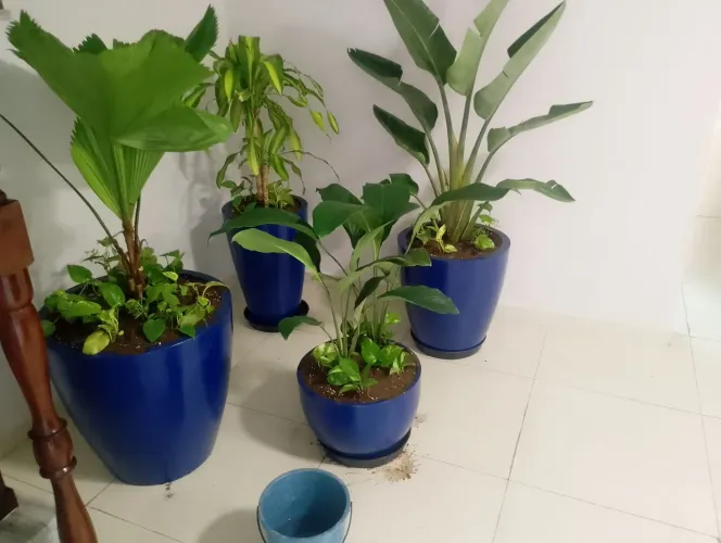 Jardineiro e paysagista