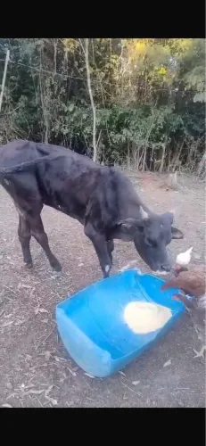 Vendo mini novilha