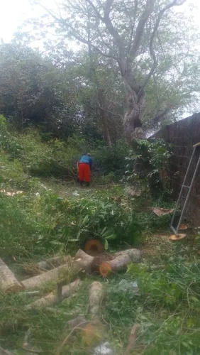 Limpeza de terrenos e podas de árvores 