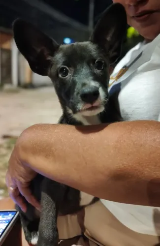 Cachorrinha para doação