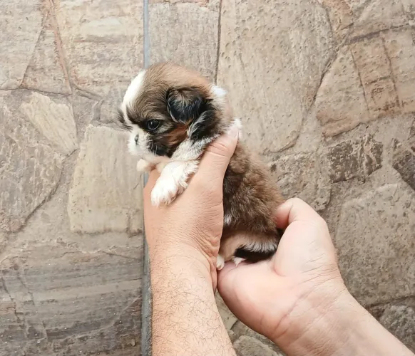 Shih tzu MiNi PURO ORIGINAL!