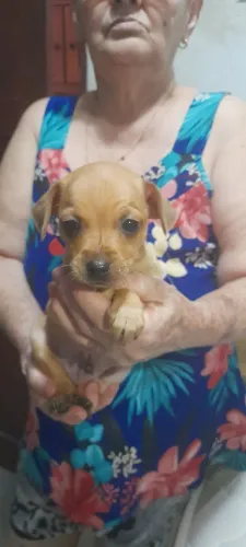 Cachorrinho pincher 